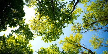 Laten we allemaal een bos beginnen: bedrijfsbossen, TuinyForest: een column van René Notenbomer